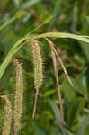 Nodding sedge